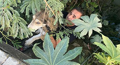 Dere yatağında mahsur kalan köpeği itfaiye kurtardı