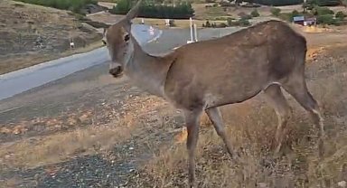 Doğaya bırakılan kızıl geyik, vatandaşlara kendini sevdirdi