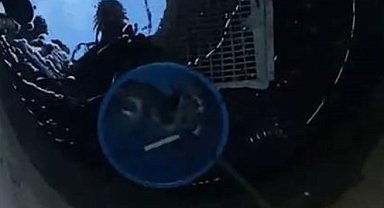 Edirne'de kuyuya düşen yavru kediyi itfaiye kurtardı