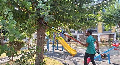 Efeler'de ağaç budama çalışmaları sürüyor