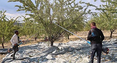 Elazığ'da badem hasadı sürüyor