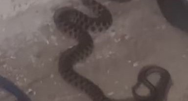 Elazığ'da kadının yılan ile sohbeti gülümsetti