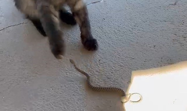 Elazığ'da kedi ile yılanın kavgası kamerada