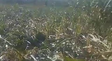 Elazığ'da yaban domuzları mısır tarlasını talan etti