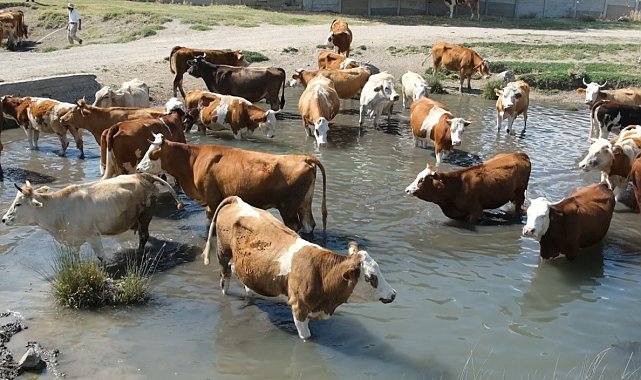 Erzincan'da bu kez mandalar değil, inekler serinledi