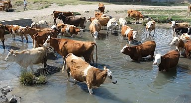 Erzincan'da bu kez mandalar değil, inekler serinledi