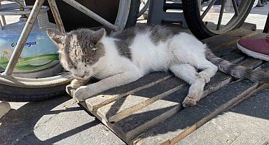 Esnafın beslediği ve terk edildiği düşünülen uysal kediye sıcak bir yuva aranıyor