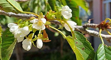 Eylül ayının sonunda çiçek açan kiraz ağacı şaşırttı