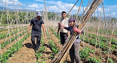 Fethiye'de baklagil üretimi destekleniyor