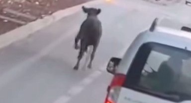 Firari dana trafikte araçlarla birlikte seyretti