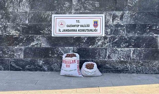 Fıstık hırsızı 6 şahsa jandarmadan suçüstü
