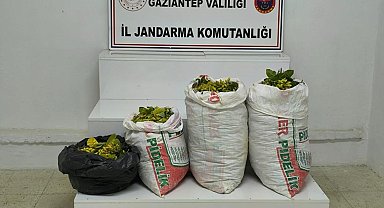 Fıstık hırsızlığı şüphelisi 2 şahıs tutuklandı
