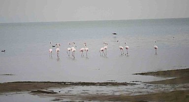Flamingolardan İznik Gölü'nde görsel şölen