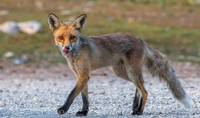 Fotoğraf tutkunu savcı: Yaban hayatı ona poz veriyor