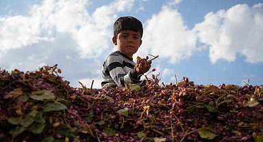 Gazianteplilerin "Yeşil altını" güneşte kurutuluyor