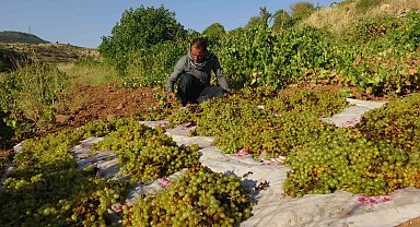 Gercüş'te kuru üzüm çeşitlerinin sergilenmesine başlandı
