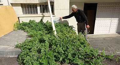 Görenler gözlerine inanamadı, karpuz yetiştirilmeyen Sivas'ta betonda karpuz yetişti