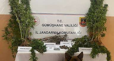 Gümüşhane'de bahçesine kenevir eken şahıs tutuklandı