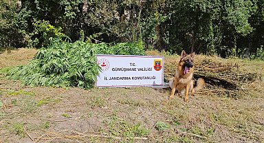 Gümüşhane'de uyuşturucu operasyonu