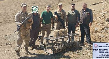 Hakkari'de 37 kınalı kekliğe el konuldu