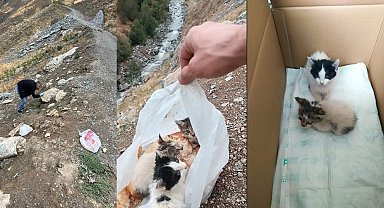 Hakkari'de poşetin içine konularak ölüme terk edilen kediler kurtarıldı