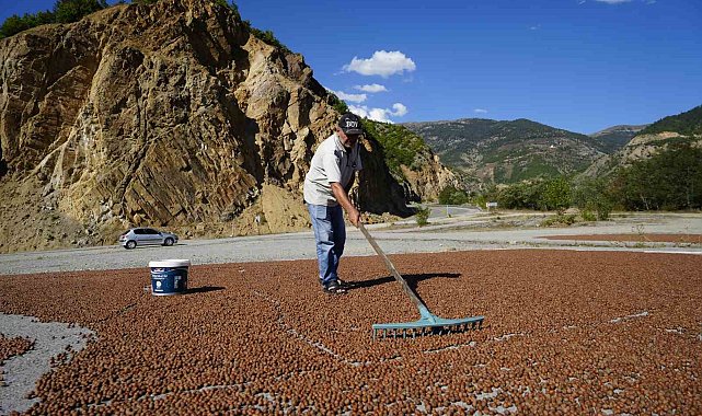 Hasadı tamamlayan üreticiler fındıkları kurutmak için Gümüşhane'yi mesken tuttu