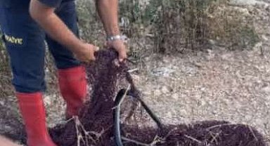 Hatay'da balık ağına takılan yılan itfaiye ekiplerince kurtarıldı