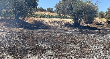 Hatay'da zeytinlik alanda çıkan yangın söndürüldü