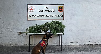 Iğdır İl Jandarma Komutanlığı'ndan uyuşturucu operasyonu