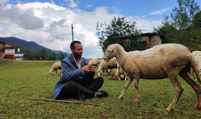 İki üniversite bitirip hayali kaymakamlık olan genç çobanlık yapmaya başladı