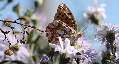 Ilgaz Dağı'nda 'İspanyol kraliçesi' görüntülendi