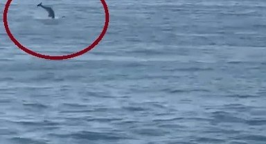 İskenderun Körfezi'nde yunus balığı heyecanı