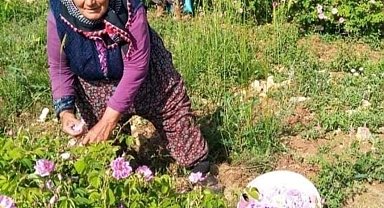 Isparta'da gül çiçeği fiyatı 90 lira olarak belirlendi