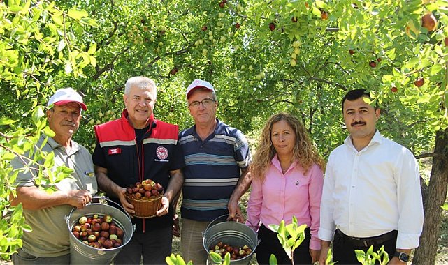 Isparta'da hünnap hasadı başladı