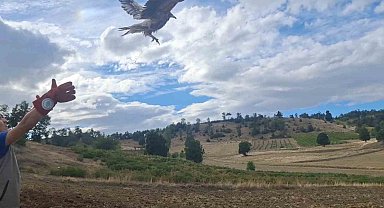 Isparta'da tedavi edilen mısır akbabası doğaya salındı