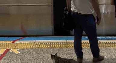 İstanbul metrosunda sevimli kedinin yolculuğu kamerada