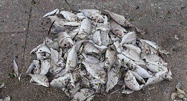 İzmir Körfezi'nde balık ölümleri sürüyor
