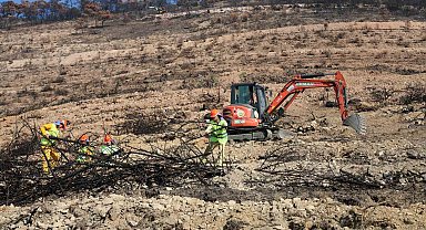İzmir'de yanan ormanlık alana 1 milyon 100 bin fidan dikilecek