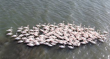İzmit Körfezi'nde allı turna şöleni