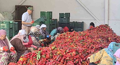 Kadınların ürettiği salçalar 25 yıldır Hollanda'ya ihraç ediliyor