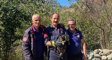Kafasını kutuya sıkıştıran kedinin imdadına itfaiye ekipleri yetişti
