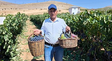 Kahramanmaraş'ta televizyonda gördü yetiştirmeye başladı, şimdi 4 ton hasat ediyor