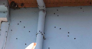 Kahverengi kokarca, evlerin içerisine kadar girdi