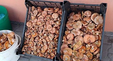 Kanlıca mantarı 250 liradan tezgahtaki yerini aldı