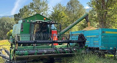 Kastamonu'da 2 bin 200 dekar alanda ekilen çeltiğin hasadına dualarla başlandı