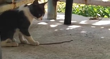 Kedi bu kez fareyle değil yılanla oynadı