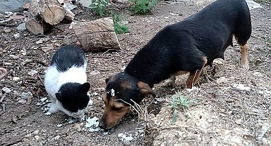 Kedi ve köpek, didişmek yerine dost olmayı seçti