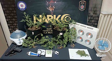 Kenevir yetiştirmek için kömürlüğe gizli sera kurdu