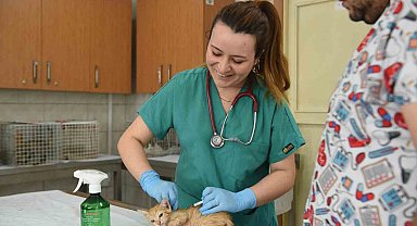 Kepez, Ağustos ayında bine yakın sokak hayvanına kucak açtı