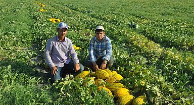 Kırkağaç kavununda ilk hasat yapıldı